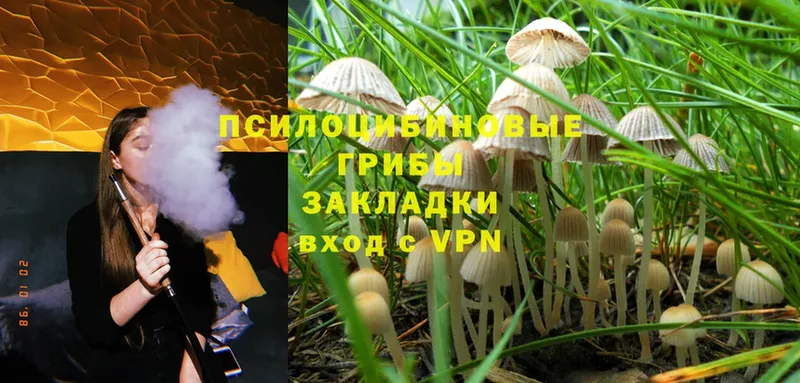 купить наркоту  Кострома  Галлюциногенные грибы Psilocybine cubensis 